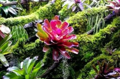 ​最知名十大的热带雨林植物：娑罗树上榜，第一是它