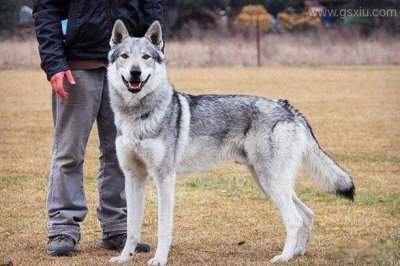 ​十大最贵犬排名 全世界最贵的十种狗品种