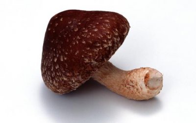 ​素有植物皇后之誉的香菇 香菇营养价值及做法