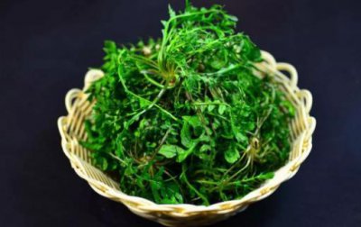 ​野菜纯天然有营养 野菜的多种做法