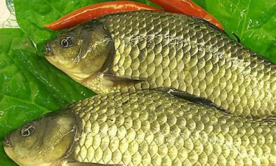 ​常吃鲫鱼能健身使人延年益寿 四类人不宜食用鲫鱼