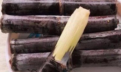 ​秋日的甘蔗赛过参 甘蔗的花样新吃法