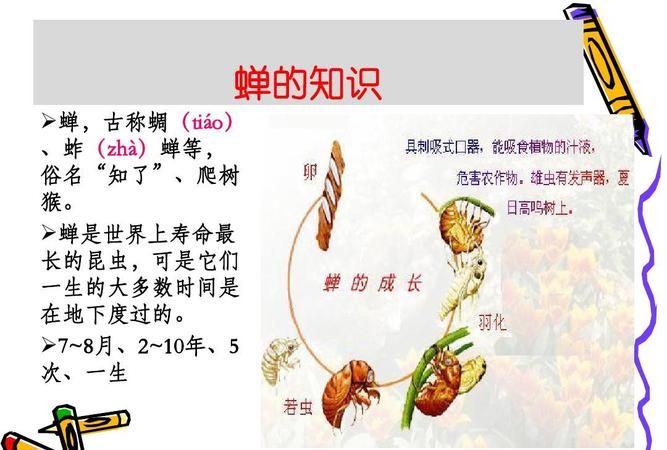 蝉的简介
