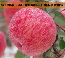 洛川苹果是哪里