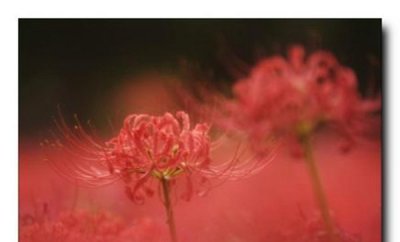 ​传说彼岸花在冥界入口 揭秘彼岸花为什么叫死人花
