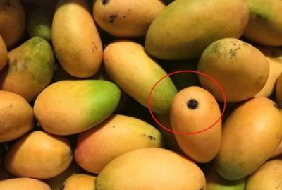 ​小台芒怎么保存不发黑,小台芒怎样保存时间长
