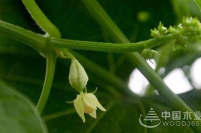​佛手瓜插枝种植方法