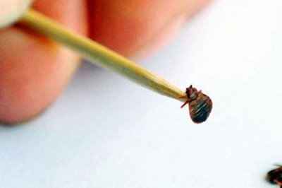 ​森林吸血虫有哪些