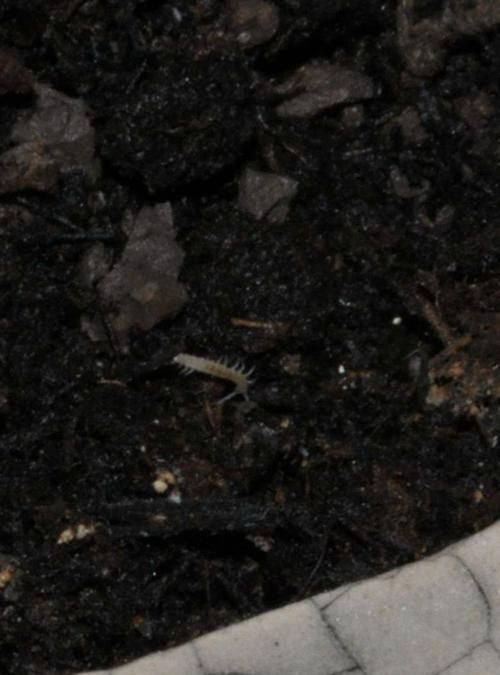 花盆里长了蜈蚣怎么办