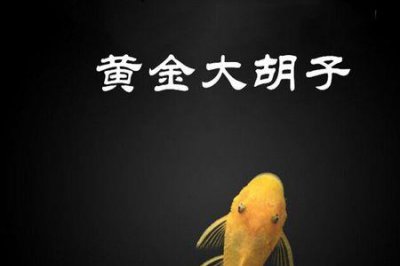 ​黄金清道夫怎么养