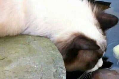 ​为什么猫咪会爱上鱼