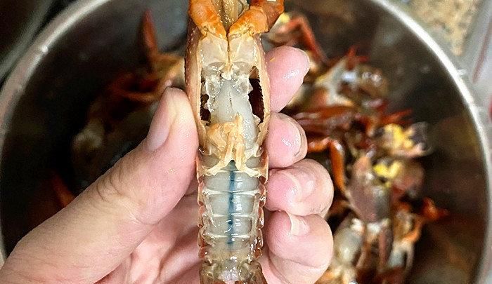 小龙虾钳子能吃吗怎么吃