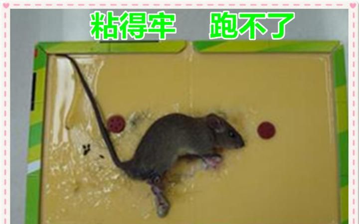衣服被老鼠胶粘住怎么洗掉