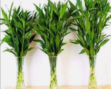 ​三种药片让富贵竹生根快叶子茂盛
