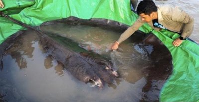 ​全球最大淡水鱼：黄貂鱼重300公斤