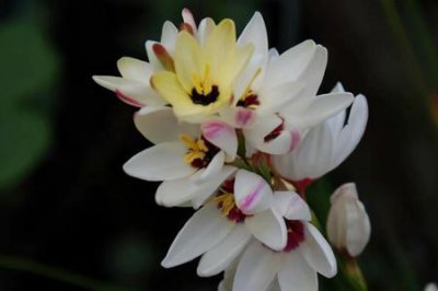 ​玉米花的特点