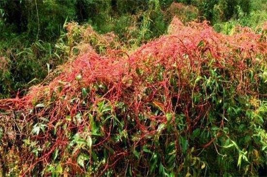 雅鲁藏布江大峡谷深度解析（全球最深的雅鲁藏布大峡谷）(2)