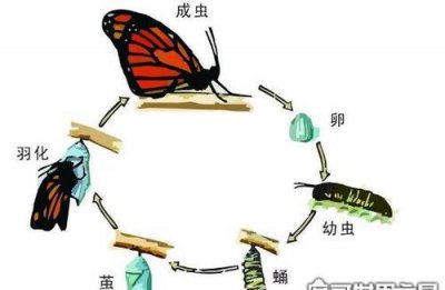 ​蝴蝶的家在哪里,蝴蝶的家到底在哪里