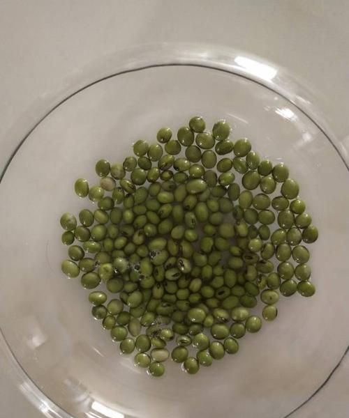 青豆发芽能吃吗有毒吗