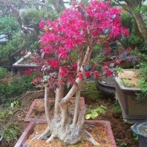 ​红花檵木盆景的养护方法
