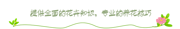 农村养蜈蚣（农村一种铺地蜈蚣）(1)