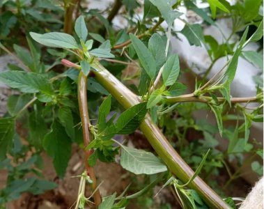 ​野苋菜的图片（1分钟带你了解野苋菜的真实样子）