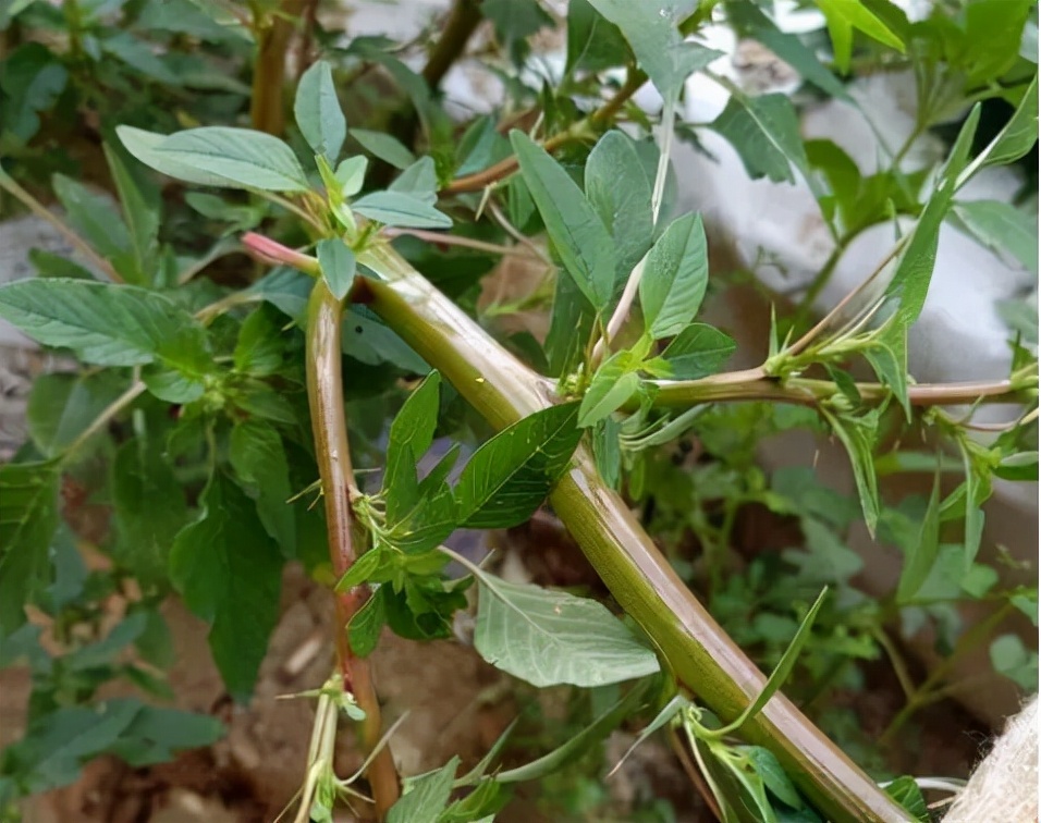 野苋菜的图片（1分钟带你了解野苋菜的真实样子）