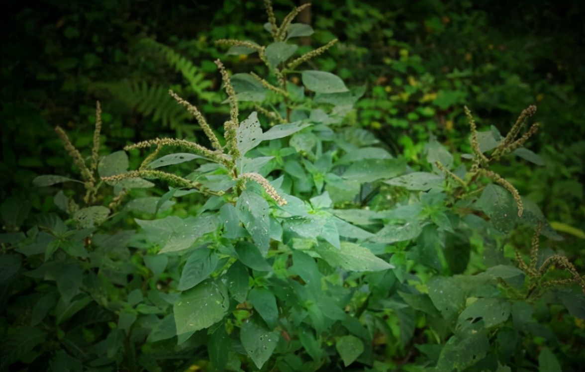 野苋菜的图片（1分钟带你了解野苋菜的真实样子）