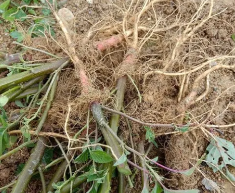 野苋菜的图片（1分钟带你了解野苋菜的真实样子）