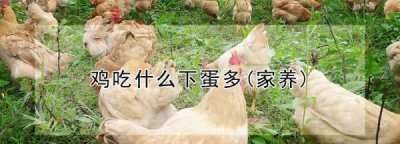 ​鸡吃什么下蛋多,鸡吃什么下蛋多(家养)
