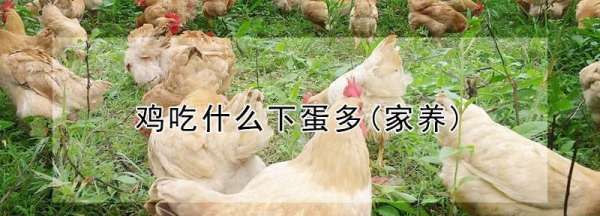 鸡吃什么下蛋多,鸡吃什么下蛋多(家养)图1