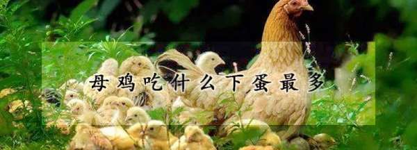鸡吃什么下蛋多,鸡吃什么下蛋多(家养)图3