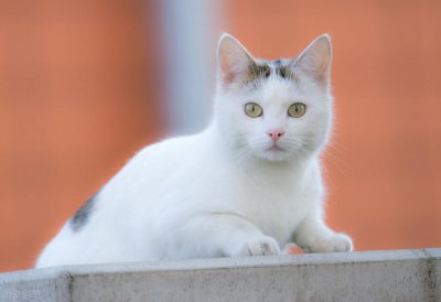 ​失去猫妈妈的小奶猫怎么养（幼猫喝什么代替猫奶）