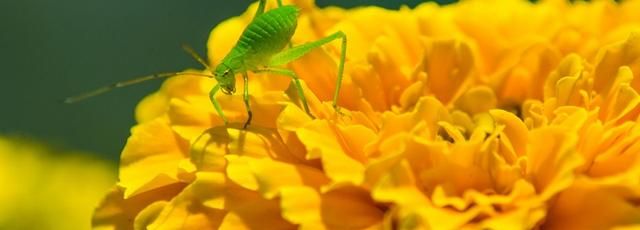 蝈蝈和蟋蟀是一样的吗，蛐蛐、蝈蝈和蟋蟀是同一种昆虫吗？图3