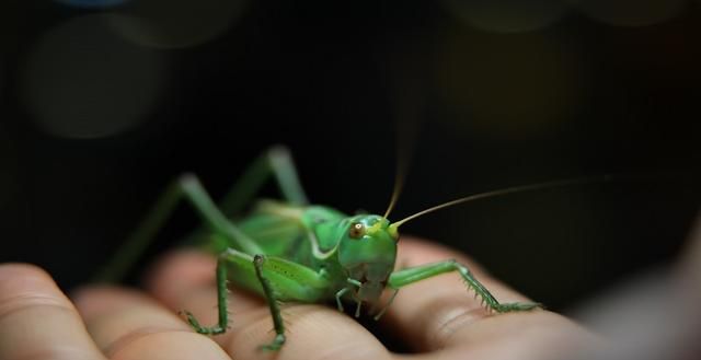 蝈蝈和蟋蟀是一样的吗，蛐蛐、蝈蝈和蟋蟀是同一种昆虫吗？图5