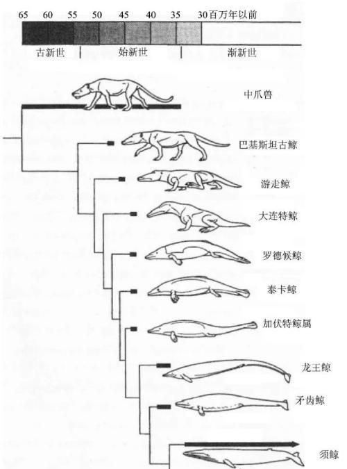 鲸鱼是不是鱼，鲸，人们俗称鲸鱼。为什么说鲸是哺乳动物，而不是鱼？图4