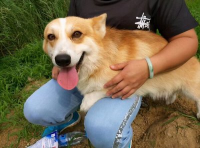 ​柯基犬吃什么食物好（柯基犬喂什么粮食好）