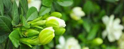 ​栀子花不开花是什么原因（栀子花不开花的4个原因）