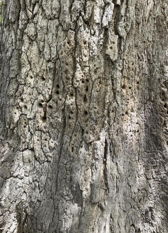 嵩山少林寺官网（武侠梦照进现实的地方）(11)