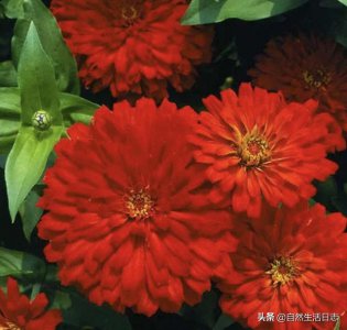 ​浪漫迷人的紫色花（9种火红美艳的花朵）