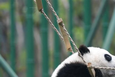 ​我国有多少只大熊猫2020