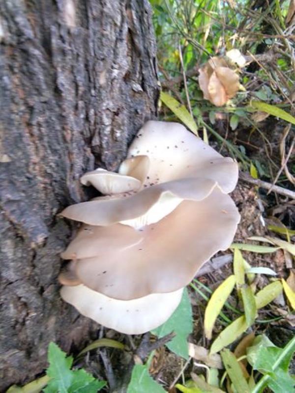 柳树菇能吃吗