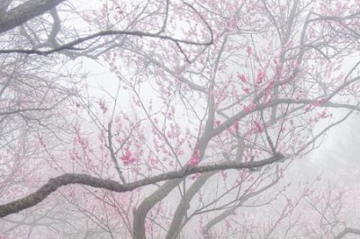 ​雾里看花花不语全诗意思