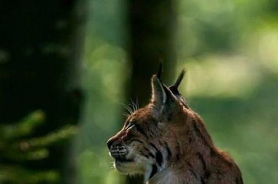 ​山狸子和猞猁区别