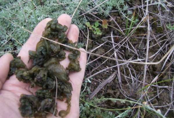 野菜的种类名称,野菜种类大全图片名称图6