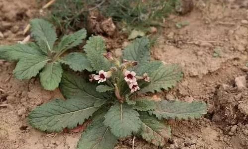 常吃的野菜都有什么品种及图片
