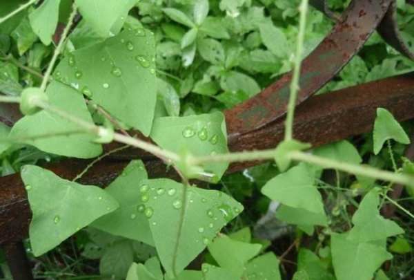 野菜的种类名称,野菜种类大全图片名称图3