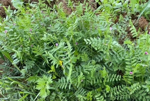 野菜分为哪几种