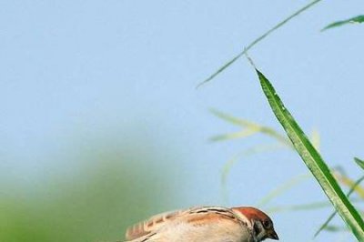 ​夏天动物的叫声拟声词