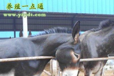 ​散养驴的养殖方法
